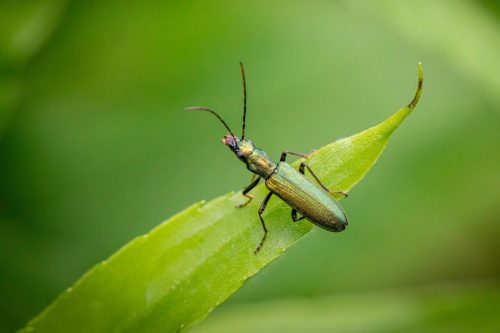false-blister-beetle-8826393_1920 Blackspotted pliers support beetle (Rhagium mordax)