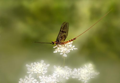 flowers-6575365_1920 Common Mayfly (Ephemera vulgata)