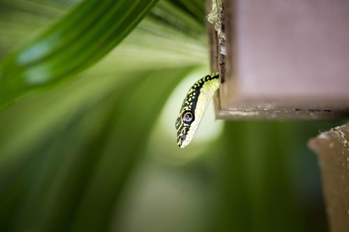 golden-tree-snake-4834282_1920 Oriental garden lizard (Calotes vesicolor)