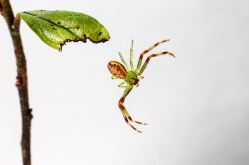 green-crab-spider-4819570_1920 European garden spider (Araneus diadematus)