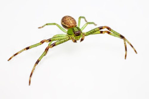 green-crab-spider-4819571_1920 European garden spider (Araneus diadematus)