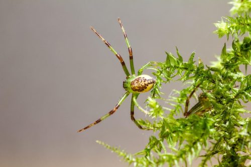 green-crab-spider-4819572_1920 European garden spider (Araneus diadematus)