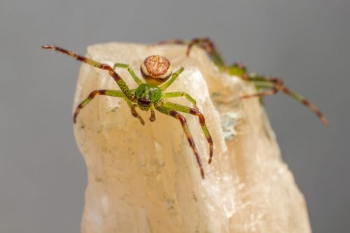 green-crab-spider-4858924_1920 European garden spider (Araneus diadematus)
