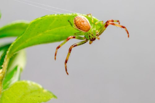 green-crab-spider-6266915_1920 European garden spider (Araneus diadematus)