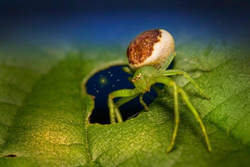 green-crab-spider-6405358_1920 European garden spider (Araneus diadematus)