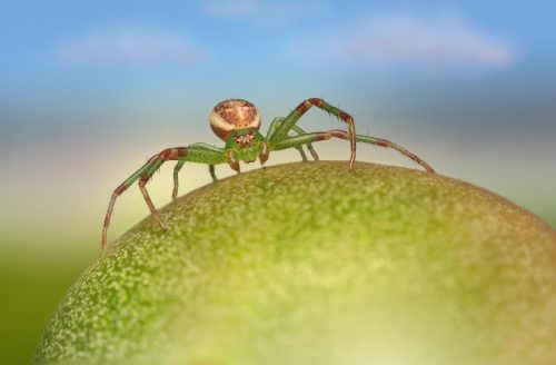 green-crab-spider-6604931_1920 European garden spider (Araneus diadematus)
