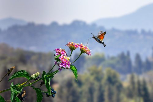 hummingbird-hawk-moth-5885671_1920 Common Mayfly (Ephemera vulgata)