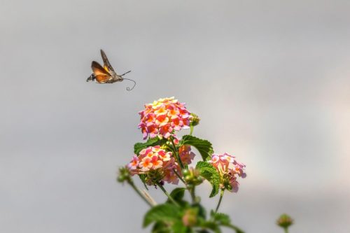 hummingbird-hawk-moth-6577200_1920 Common Mayfly (Ephemera vulgata)