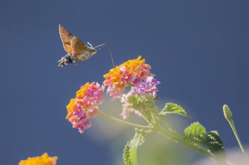 hummingbird-hawkmoth-4811285_1920 Common Mayfly (Ephemera vulgata)