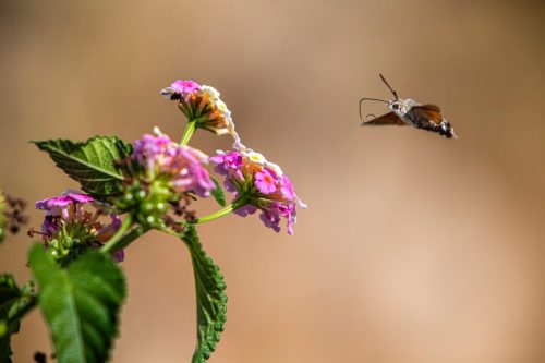 hummingbird-hawkmoth-9144852_1920 Common Mayfly (Ephemera vulgata)