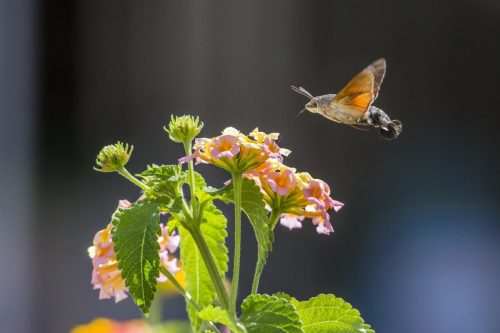 hummingbird-hawkmoths-4811286_1920 Common Mayfly (Ephemera vulgata)