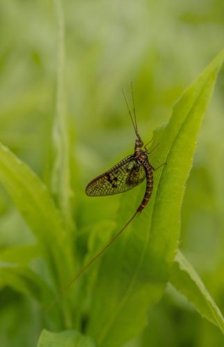 insect-6607931_1920 Common Mayfly (Ephemera vulgata)