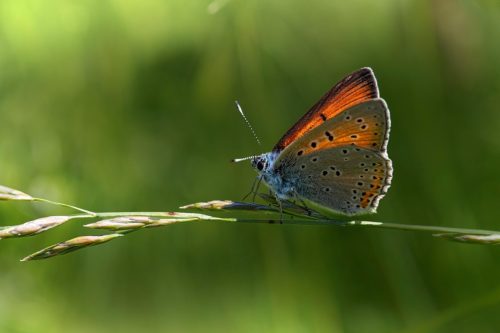 insect-7286402_1920 Purple-edged copper (Lycaena hippothoe)