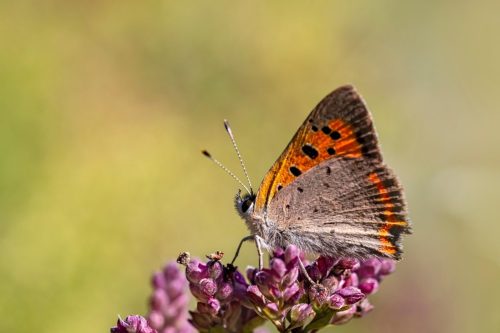 insect-7391094_1920 Purple-edged copper (Lycaena hippothoe)