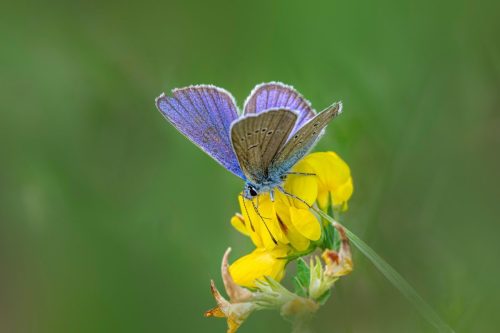 insect-9284242_1920 Common blue (Polyommatus icarus)