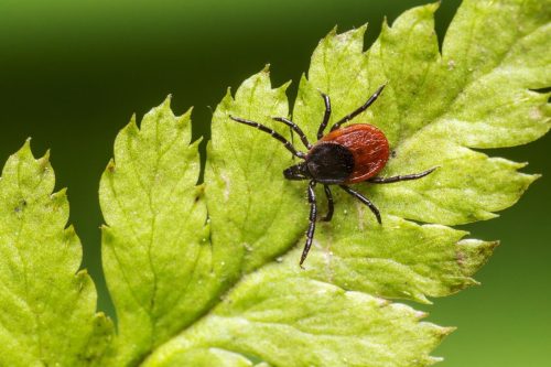 ixodes-ricinus-4834287_1920 Castor bean tick (Ixodes ricinus)