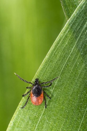 ixodes-ricinus-4834290_1920 Castor bean tick (Ixodes ricinus)