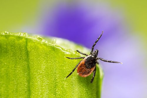 ixodes-ricinus-4834292_1920 Castor bean tick (Ixodes ricinus)