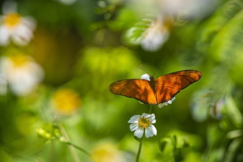 julia-heliconian-4882737_1920 Purple-edged copper (Lycaena hippothoe)