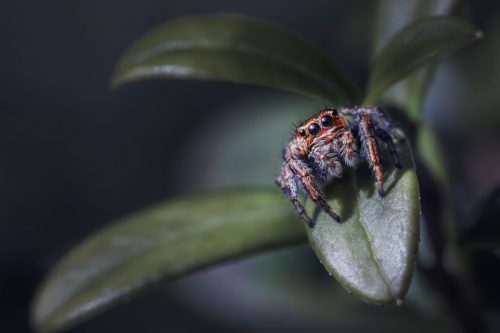 jumping-spider-8411355_1920 European garden spider (Araneus diadematus)