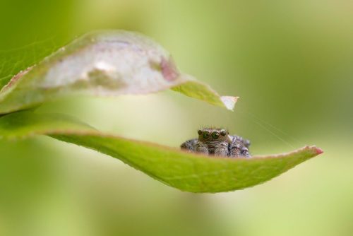 jumping-spider-9538453_1280 European garden spider (Araneus diadematus)