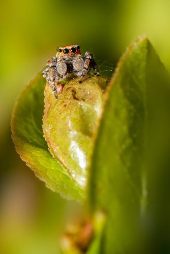 jumping-spider-9538456_1920 European garden spider (Araneus diadematus)