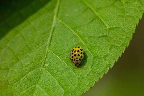 ladybugs-8767002_1920 Blackspotted pliers support beetle (Rhagium mordax)
