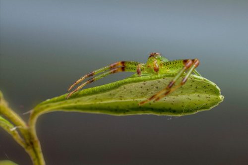 leaf-8299042_1920 European garden spider (Araneus diadematus)