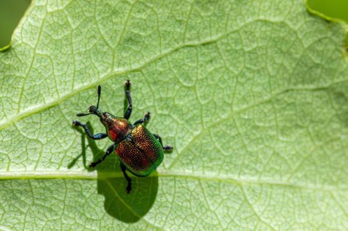leaf-rolling-weevil-8773625_1920 Blackspotted pliers support beetle (Rhagium mordax)