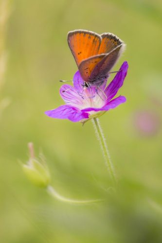 lycaena-phlaeas-4816799_1920 Purple-edged copper (Lycaena hippothoe)
