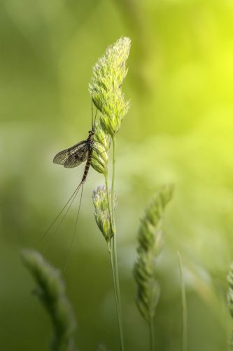 mayfly-4811284_1920 Common Mayfly (Ephemera vulgata)