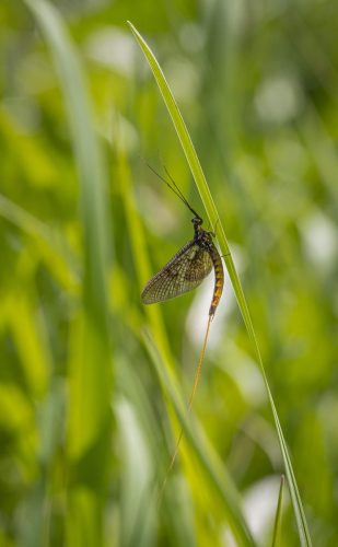 mayfly-4828502_1920 Common Mayfly (Ephemera vulgata)