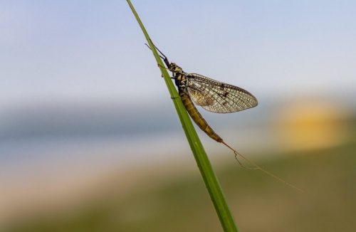 mayfly-4829440_1920 Common Mayfly (Ephemera vulgata)