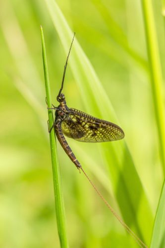 mayfly-5275986_1920 Common Mayfly (Ephemera vulgata)