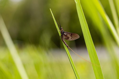 mayfly-5275987_1920 Common Mayfly (Ephemera vulgata)