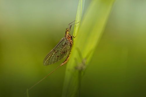 mayfly-6316309_1920 Common Mayfly (Ephemera vulgata)