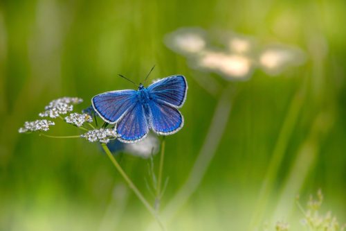 mazarine-blue-6405362_1920 Common blue (Polyommatus icarus)