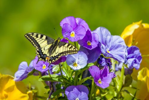 monarch-butterfly-9092620_1920 Purple-edged copper (Lycaena hippothoe)