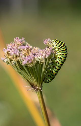 nature-9007614_1920 Purple-edged copper (Lycaena hippothoe)