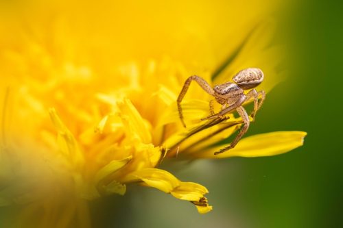 nature-9503056_1920 European garden spider (Araneus diadematus)