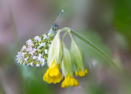 nature-9578909_1920 Purple-edged copper (Lycaena hippothoe)