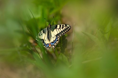 nature-9614574_1920 Purple-edged copper (Lycaena hippothoe)