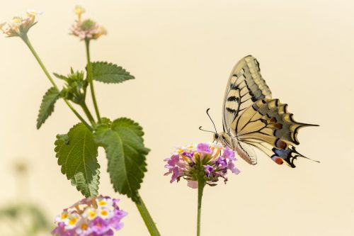 old-world-swallowtail-4851578_1920 Purple-edged copper (Lycaena hippothoe)