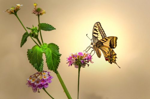 old-world-swallowtail-5776816_1920 Purple-edged copper (Lycaena hippothoe)