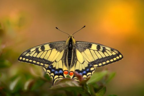 old-world-swallowtail-5926230_1920 Purple-edged copper (Lycaena hippothoe)