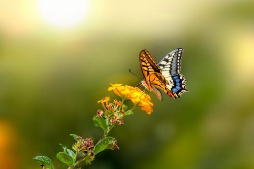 old-world-swallowtail-6037551_1920 Purple-edged copper (Lycaena hippothoe)