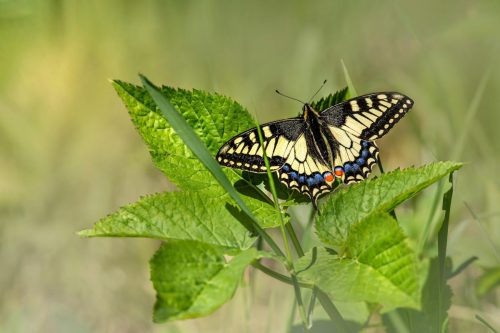 old-world-swallowtail-7746083_1920 Purple-edged copper (Lycaena hippothoe)