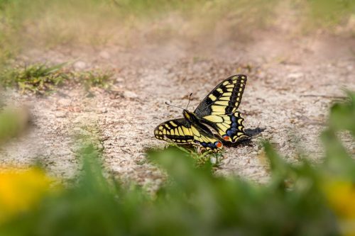 old-world-swallowtail-7746085_1920 Purple-edged copper (Lycaena hippothoe)