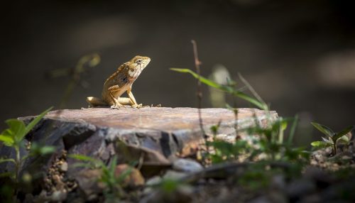 oriental-garden-lizard-4811400_1920 Oriental garden lizard (Calotes vesicolor)