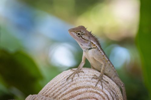 oriental-garden-lizard-4828495_1920 Oriental garden lizard (Calotes vesicolor)